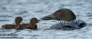 LOONS AND GREBES